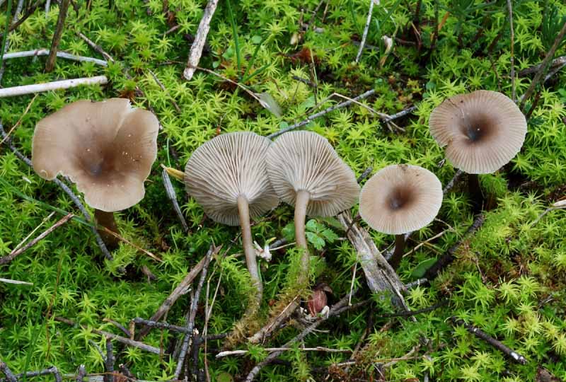 Funghi del litorale Romagnolo